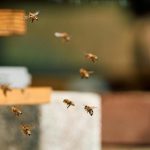 Il mondo delle api: l’importanza dell’organizzazione sociale per la sopravvivenza dell’ecosistema